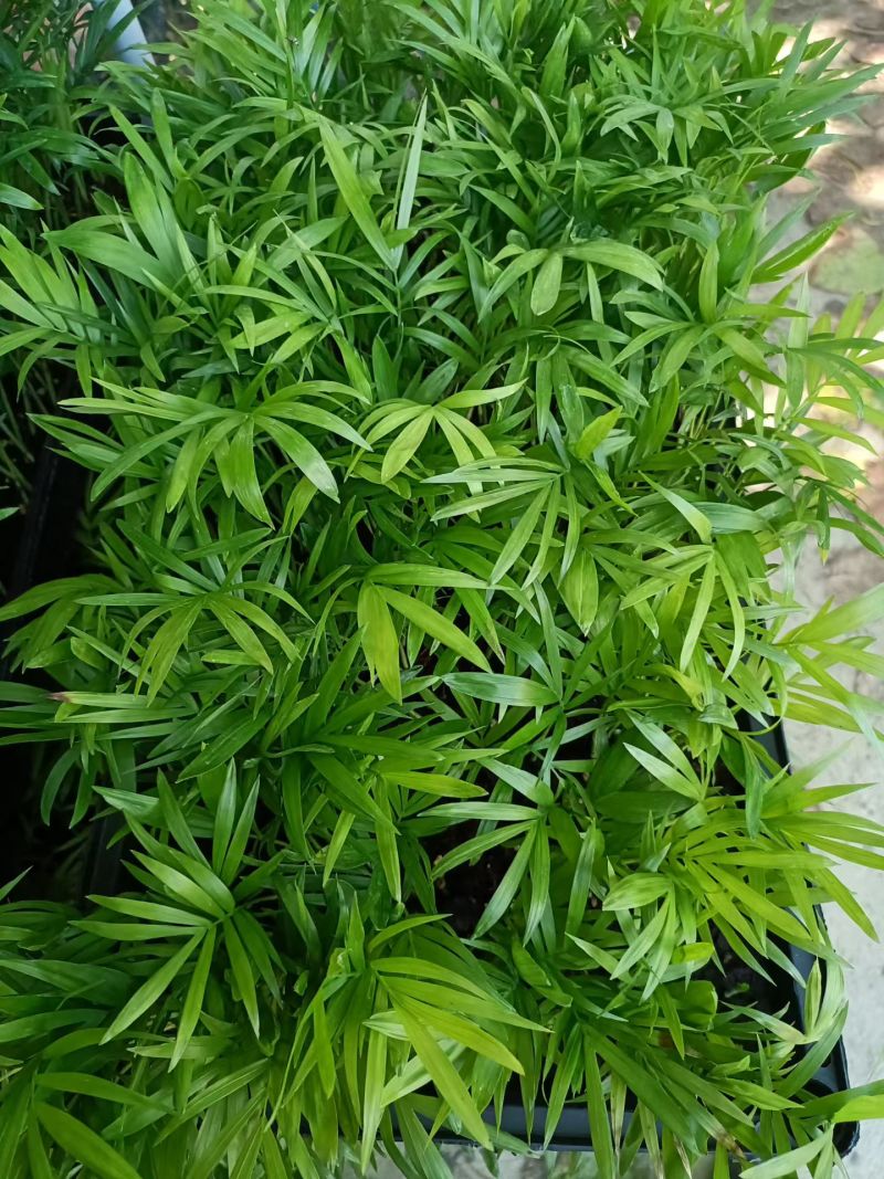 袖珍椰子种苗筛盘苗新手友好好养易活微景观造景素材
