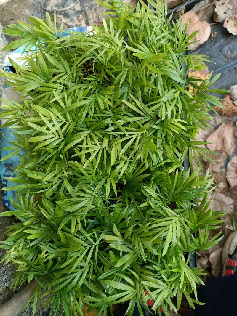 袖珍椰子种苗筛盘苗新手友好好养易活微景观造景素材