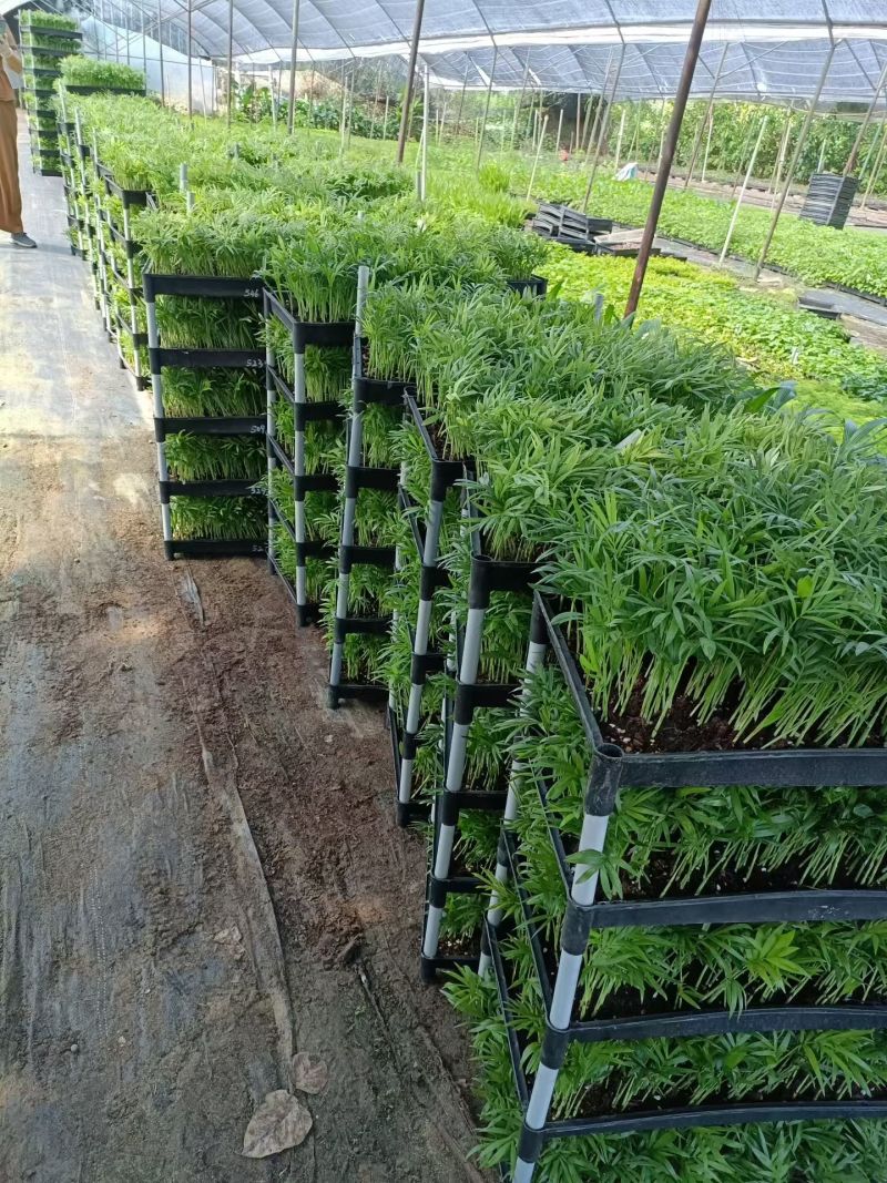 袖珍椰子种苗筛盘苗新手友好好养易活微景观造景素材