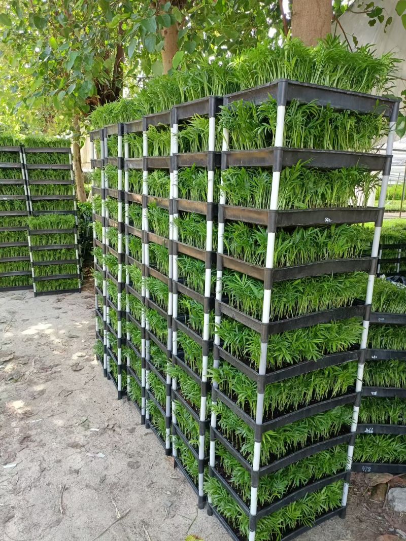 袖珍椰子种苗筛盘苗新手友好好养易活微景观造景素材