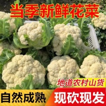 花菜实花菜石菜花产地一手货源保质保量欢迎订购