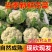 花菜实花菜石菜花产地一手货源保质保量欢迎订购