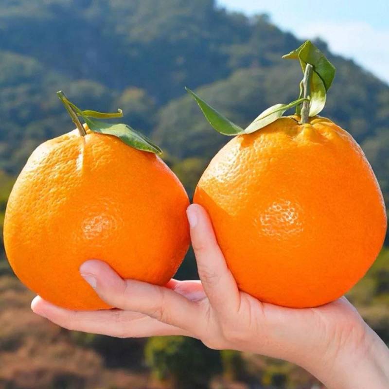 四川蒲江县耙耙柑