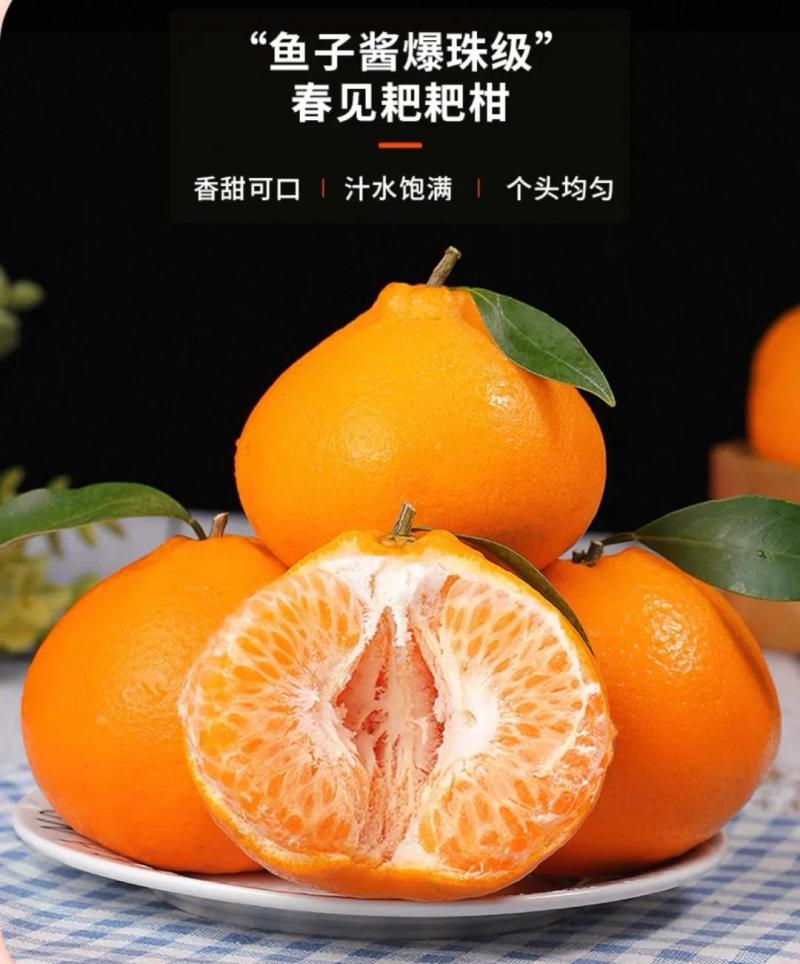 四川蒲江县耙耙柑
