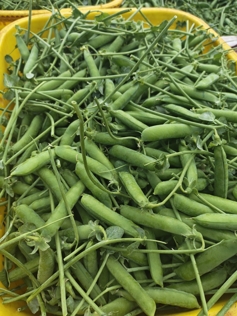 青豌豆荚/长寿仁，颗粒饱满，货源充足，基地直发，欢迎选购
