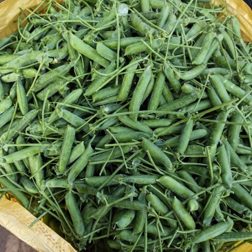 青豌豆荚/长寿仁，颗粒饱满，货源充足，基地直发，欢迎选购