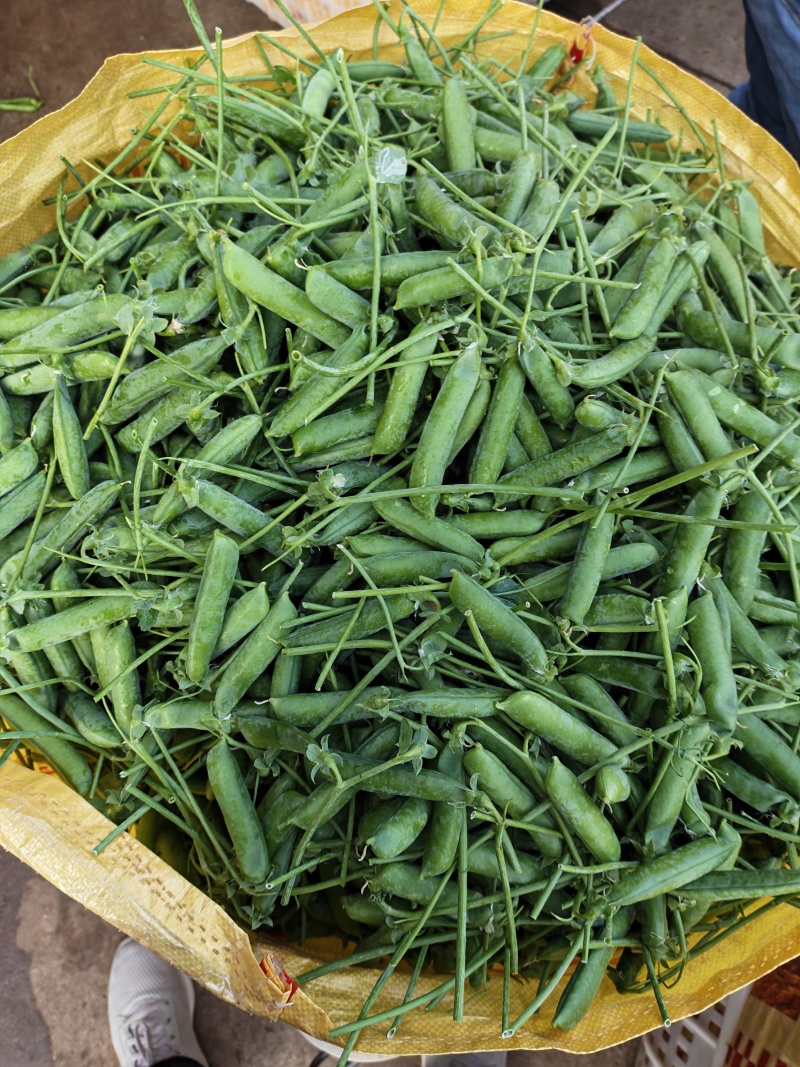 青豌豆荚/长寿仁，颗粒饱满，货源充足，基地直发，欢迎选购