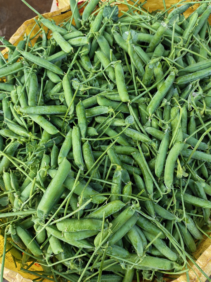 青豌豆荚/长寿仁，颗粒饱满，货源充足，基地直发，欢迎选购