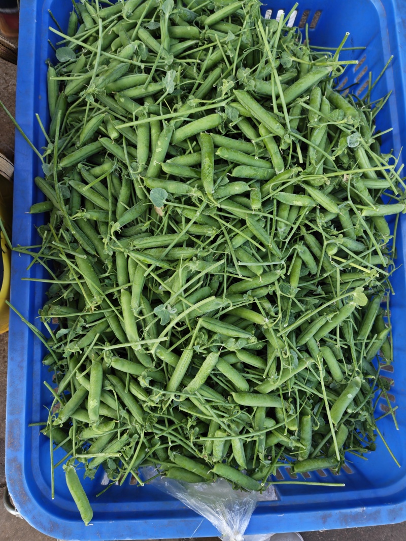 青豌豆荚/长寿仁，颗粒饱满，货源充足，基地直发，欢迎选购