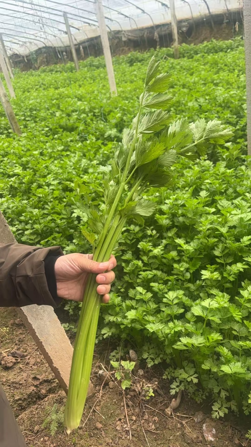 好芹菜