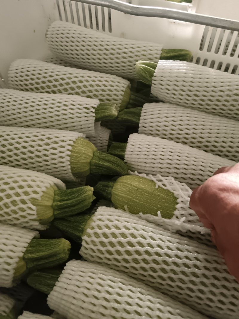 西葫芦
