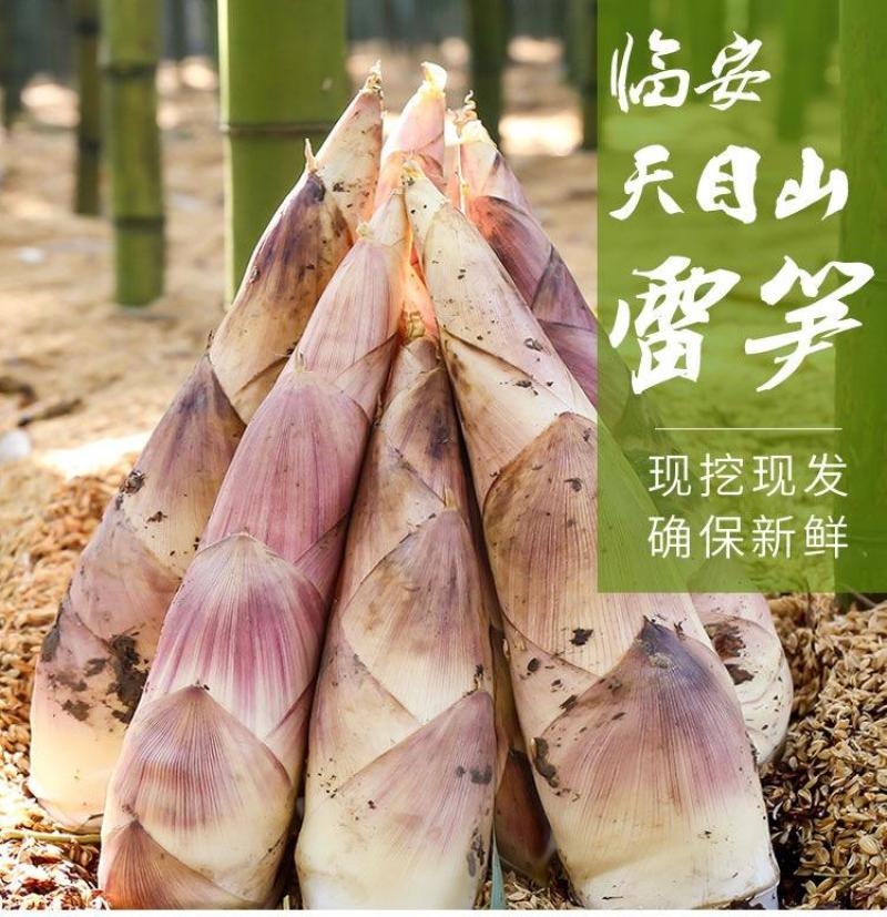 临安雷笋