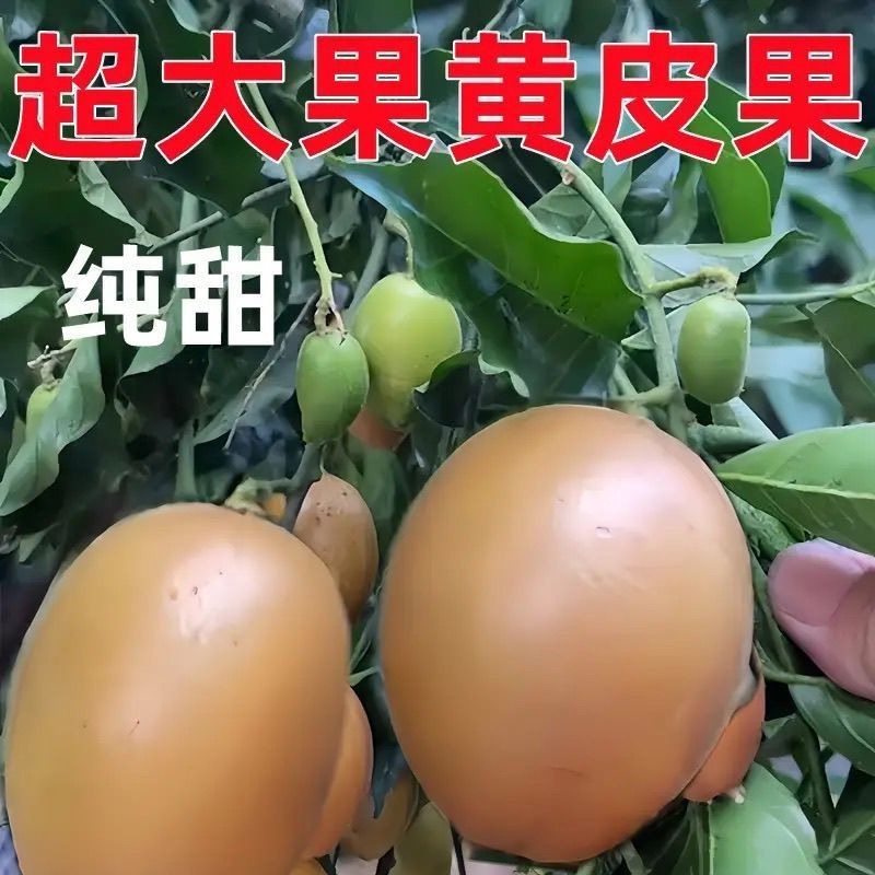 正宗无核黄皮嫁接苗大果黄皮无籽纯甜贵妃鸡心黑黄皮带土发货