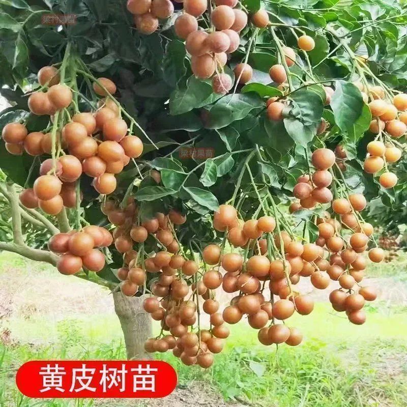 正宗无核黄皮嫁接苗大果黄皮无籽纯甜贵妃鸡心黑黄皮带土发货