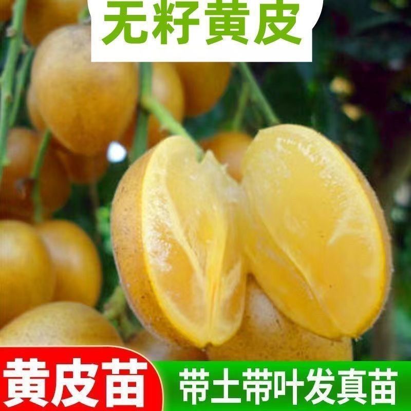 正宗无核黄皮嫁接苗大果黄皮无籽纯甜贵妃鸡心黑黄皮带土发货