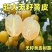 正宗无核黄皮嫁接苗大果黄皮无籽纯甜贵妃鸡心黑黄皮带土发货