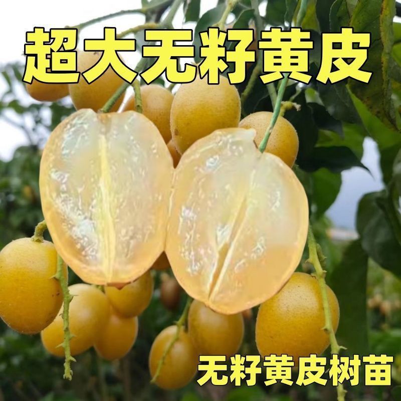 正宗无核黄皮嫁接苗大果黄皮无籽纯甜贵妃鸡心黑黄皮带土发货