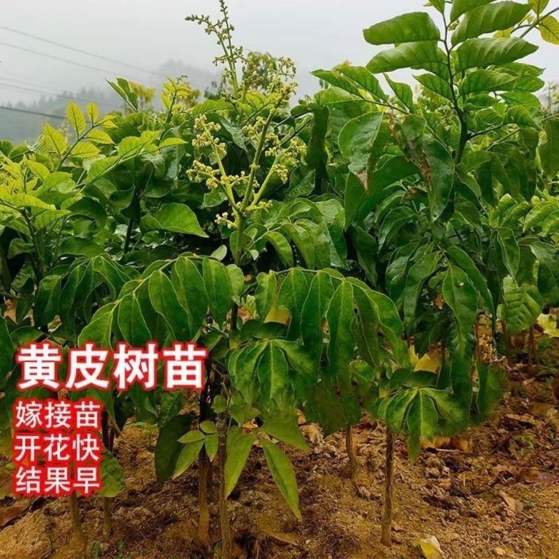 正宗无核黄皮嫁接苗大果黄皮无籽纯甜贵妃鸡心黑黄皮带土发货