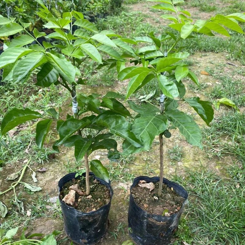 正宗无核黄皮嫁接苗大果黄皮无籽纯甜贵妃鸡心黑黄皮带土发货