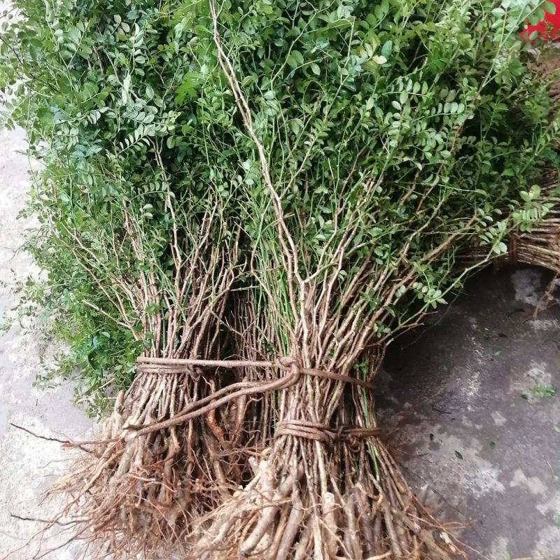 贵龙5号刺梨苗