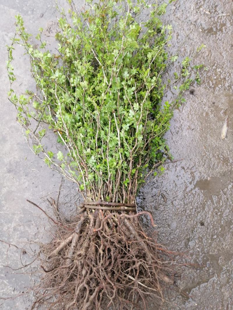 贵龙5号刺梨苗