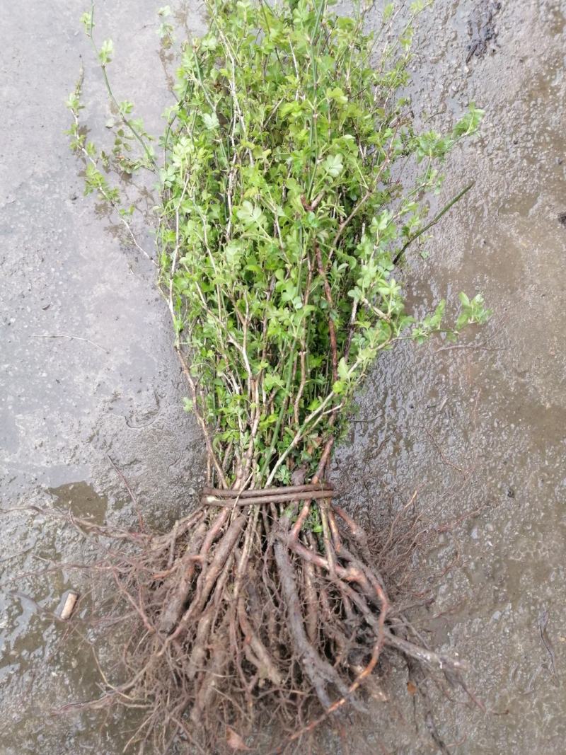 贵龙5号刺梨苗