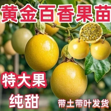 纯甜黄金9号黄金百香果苗嫁接苗爬藤四季开花高产量当年结果