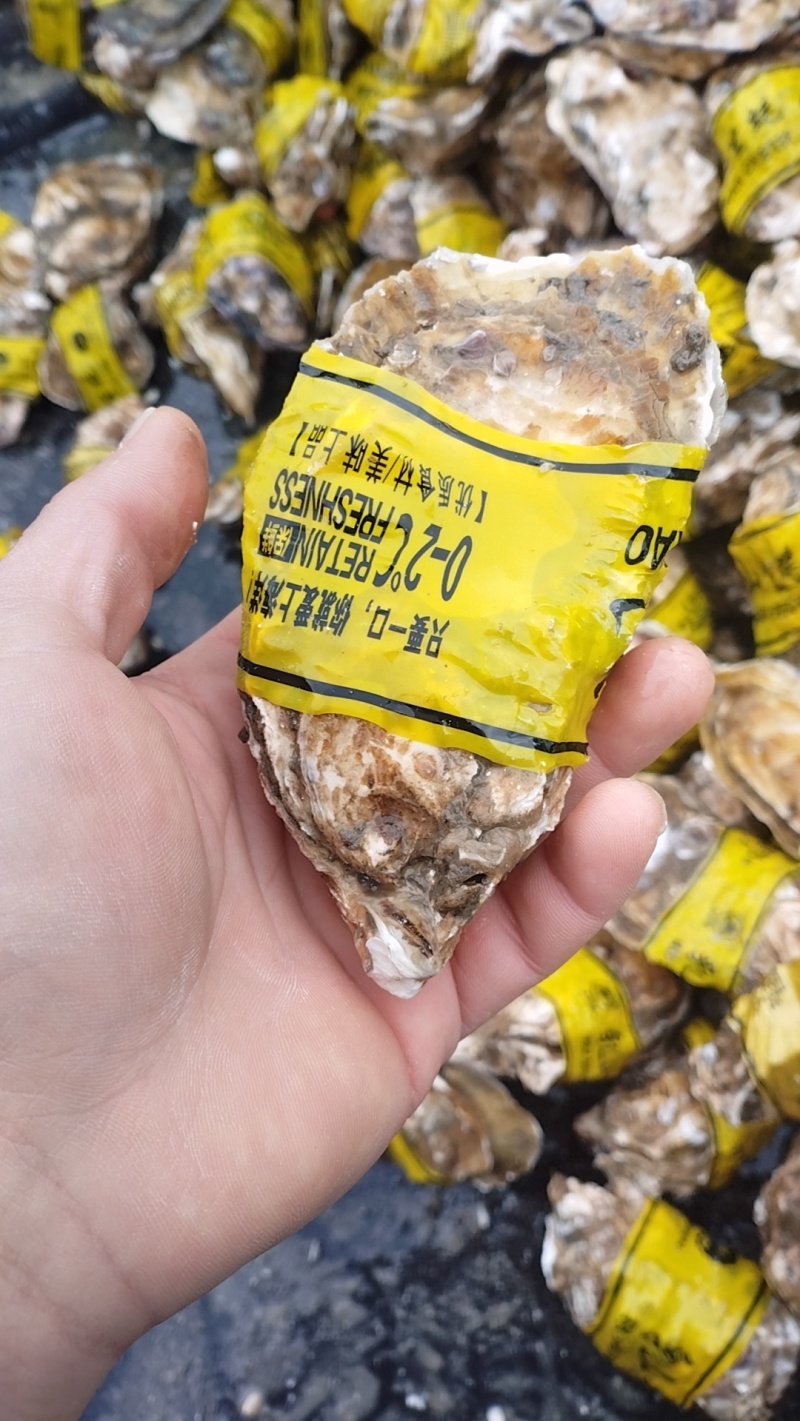 精品生蚝