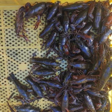 湖南沅江市自养小龙虾，400多亩。陆续上市，可批发可零售