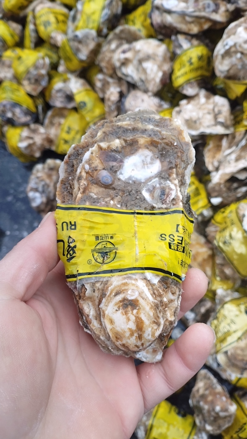 精品生蚝