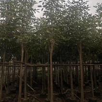 红花风铃木