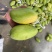大青芒玉芒大量现货对接电商一件代发售后低产地发货
