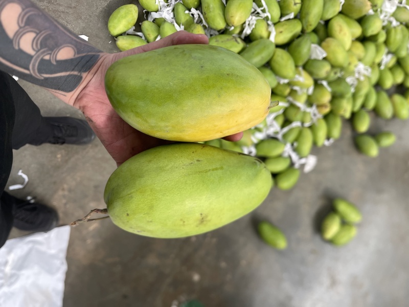 大青芒玉芒大量现货对接电商一件代发售后低产地发货