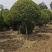 造型黄杨球产地直接发货，没有中间商，直接保证。