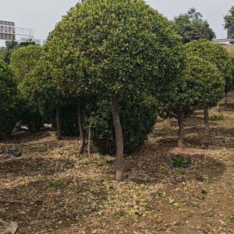 造型黄杨球产地直接发货，没有中间商，直接保证。