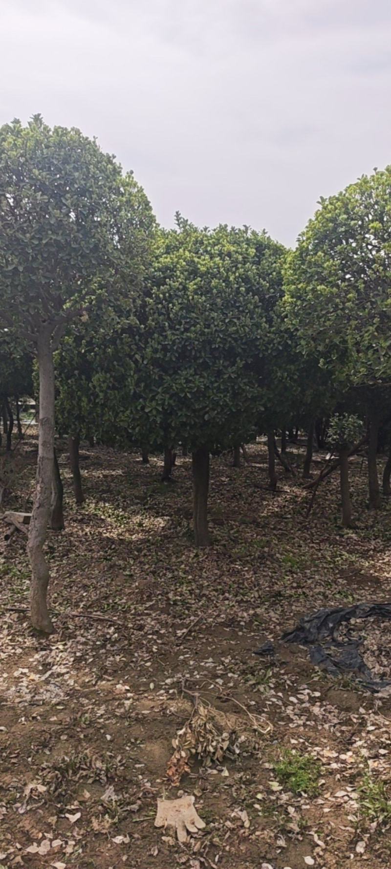 造型黄杨球产地直接发货，没有中间商，直接保证。