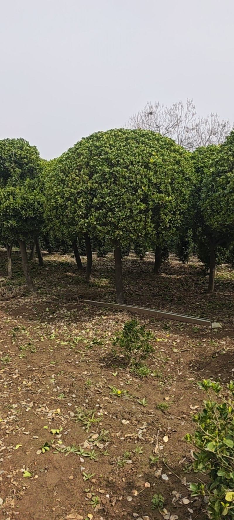 造型黄杨球产地直接发货，没有中间商，直接保证。