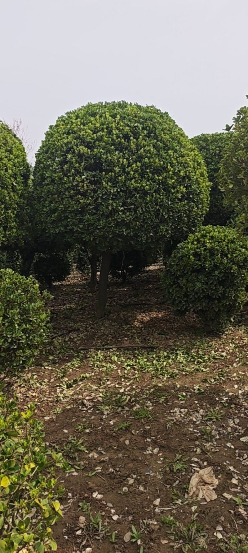 造型黄杨球产地直接发货，没有中间商，直接保证。