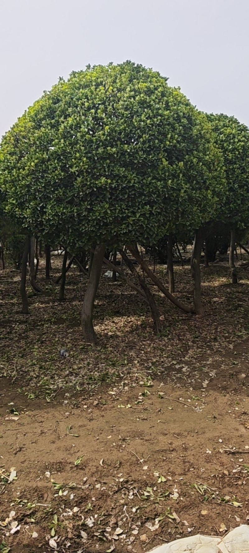 造型黄杨球产地直接发货，没有中间商，直接保证。