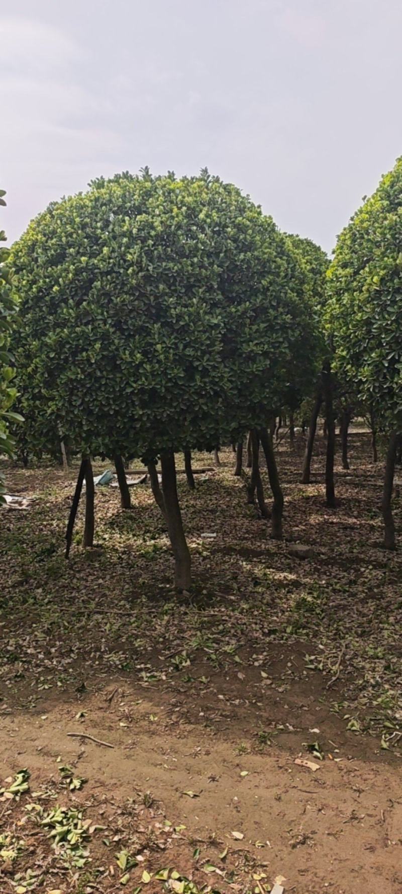 造型黄杨球产地直接发货，没有中间商，直接保证。