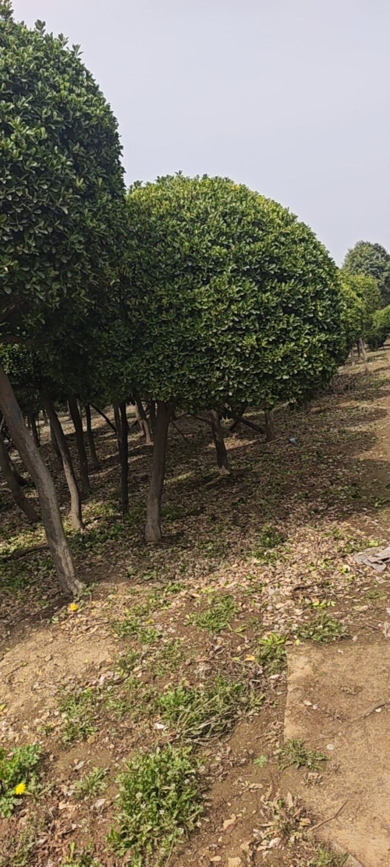 造型黄杨球产地直接发货，没有中间商，直接保证。
