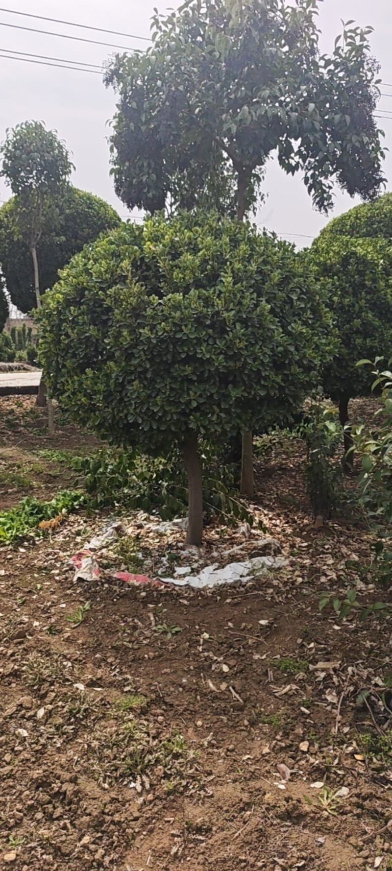 造型黄杨球产地直接发货，没有中间商，直接保证。