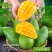 玉芒大青芒现货供应对接电商一件代发质量保证