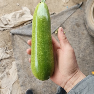 西葫芦/产区直发/货源充足/大量现货/欢迎选购