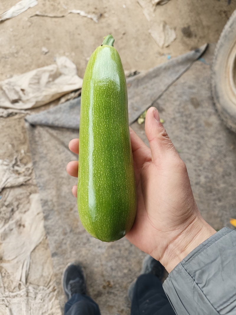 西葫芦/产区直发/货源充足/大量现货/欢迎选购