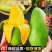 玉芒大青芒现货供应对接电商一件代发质量保证