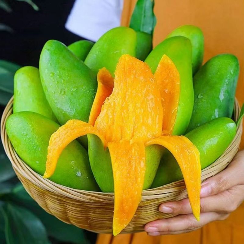 玉芒大青芒现货供应对接电商一件代发质量保证