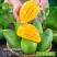 玉芒大青芒现货供应对接电商一件代发质量保证