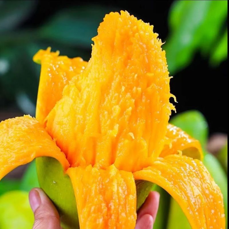 玉芒大青芒现货供应对接电商一件代发质量保证
