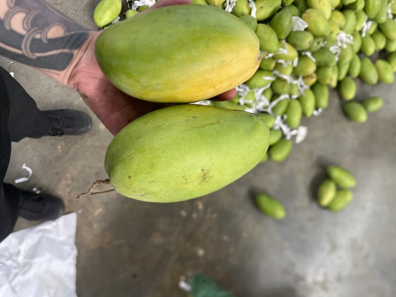 玉芒大青芒现货供应对接电商一件代发质量保证